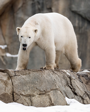 Polar bear