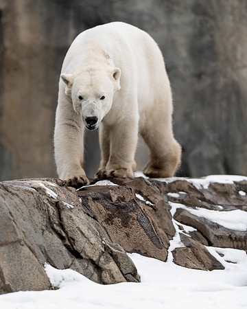 Polar bear