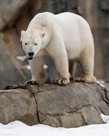 Polar bear