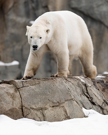 Polar bear