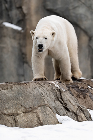 Polar bear