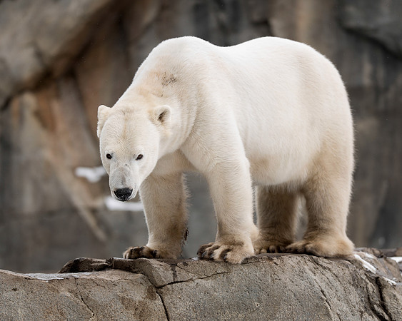 Polar bear