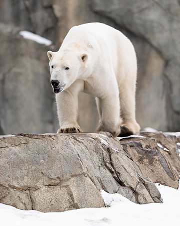 Polar bear