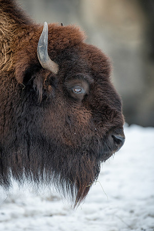 American bison