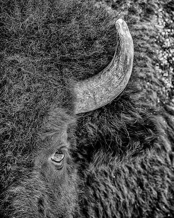 Eye of the buffalo (B&W version)