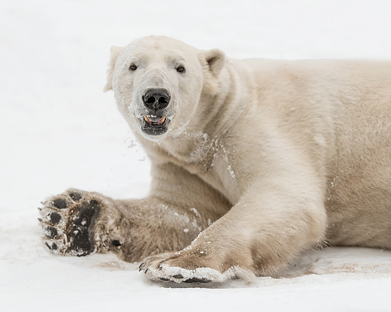 Fun in the snow