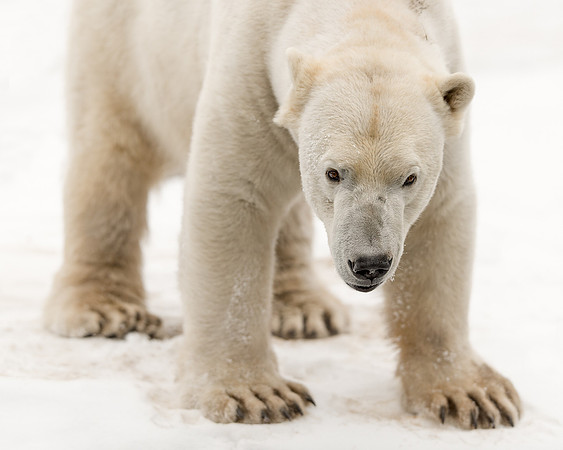 Polar bear