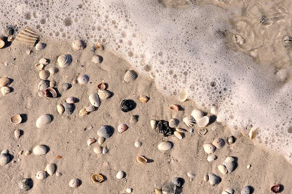 Sea foam shells