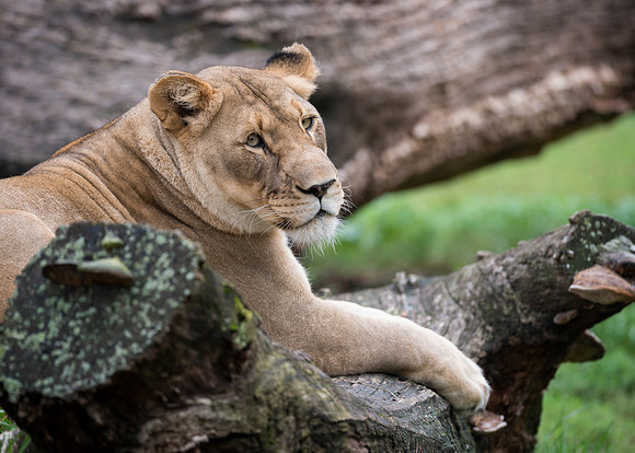 Lioness