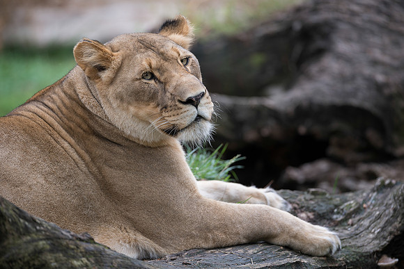 Lioness