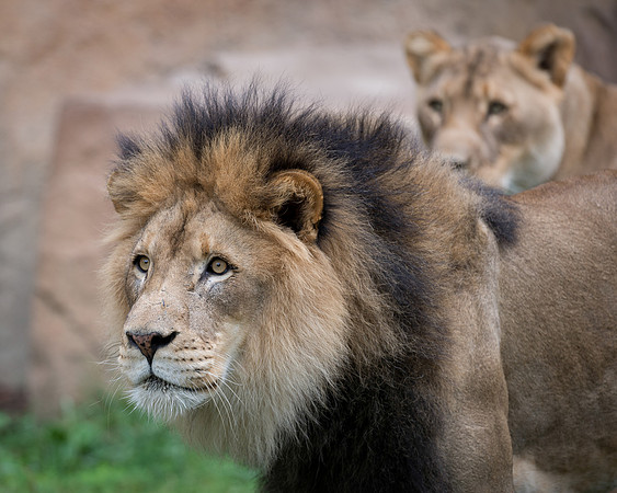 African Lion