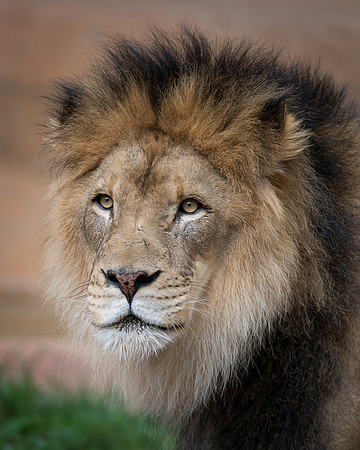 African Lion