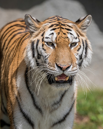 Amur Tiger