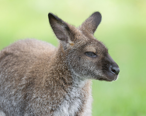 Wallaby