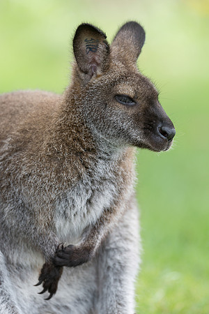 Wallaby