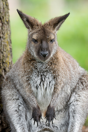 Wallaby