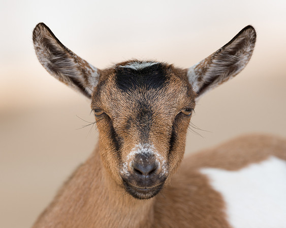 Goat