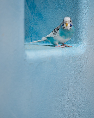 Parakeet