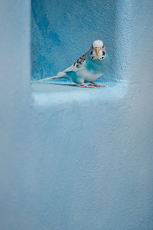 Parakeet