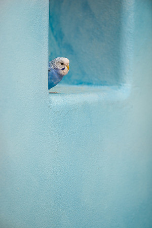 Parakeet