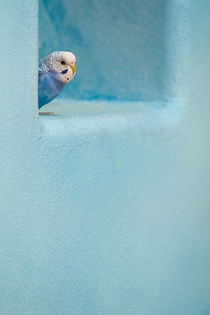 Parakeet