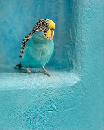 Parakeet