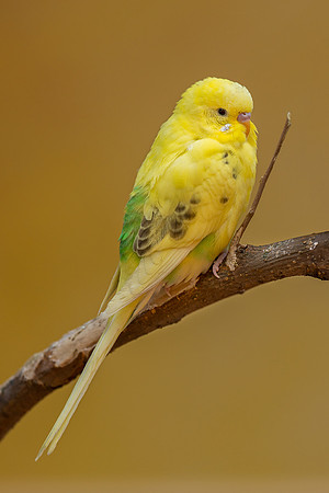 Parakeet