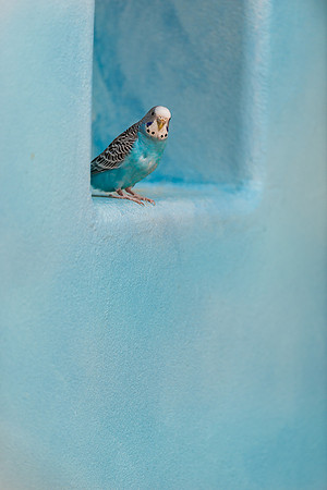 Parakeet