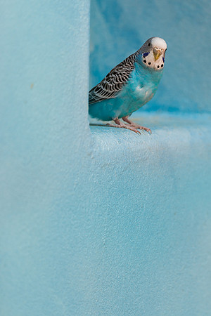 Parakeet