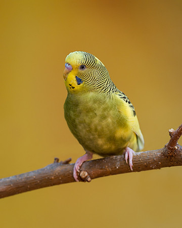 Parakeet