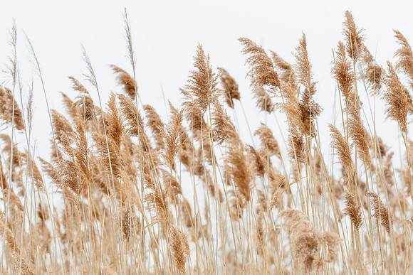 Centennial grasslands