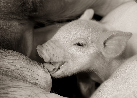 Nursing piglet
