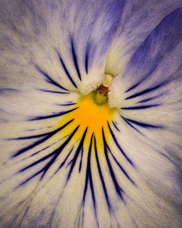 Trailing Pansy