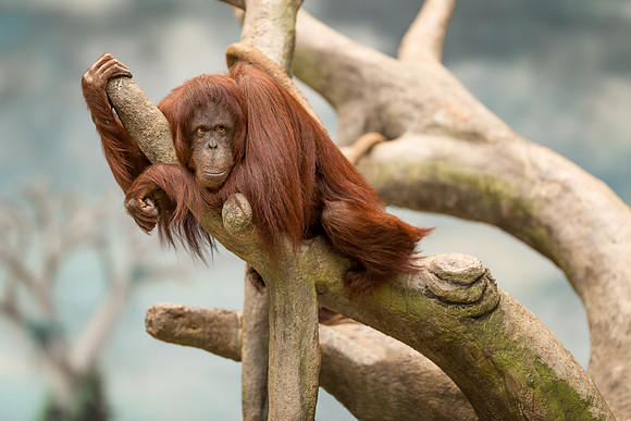 Orangutan
