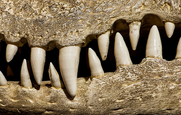 Crocodile teeth