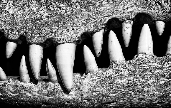 Crocodile teeth (B&W version)