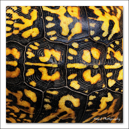Turtle shell