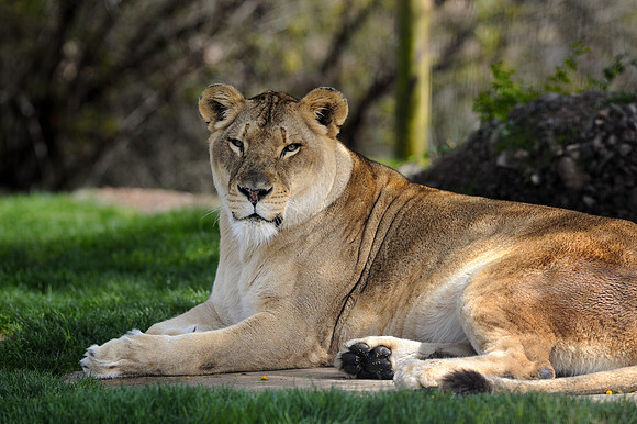 African lion