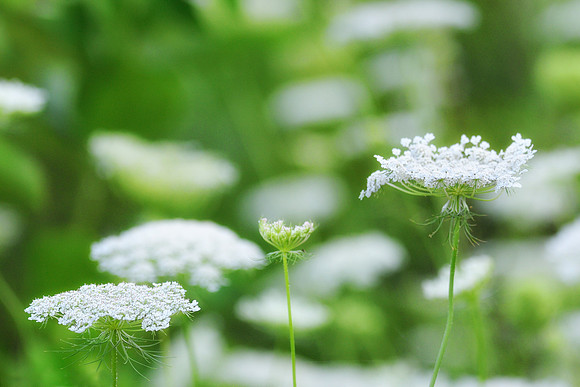Wild carrot