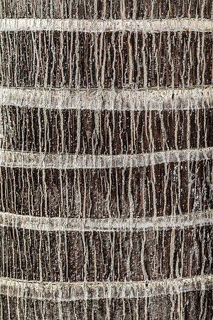 Nature's Lines