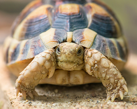Egyptian Tortoise