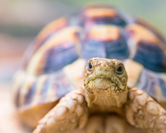 Egyptian Tortoise