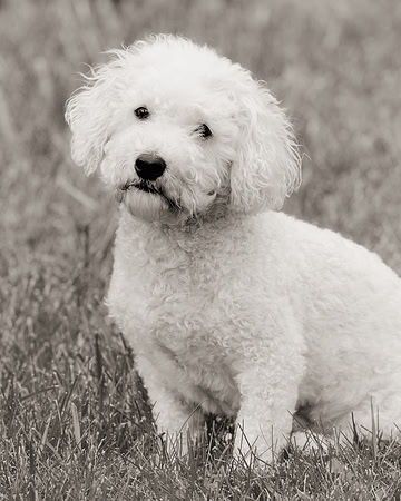 Max (B&W version)