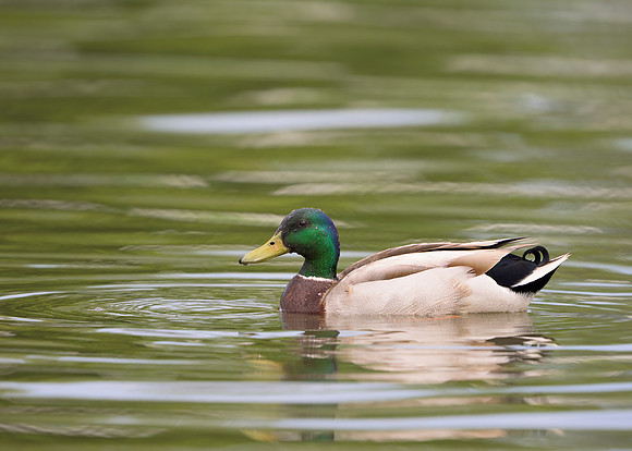 Mallard Duck