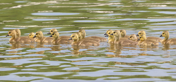 Goslings