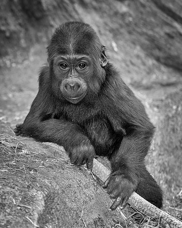 Baby gorilla