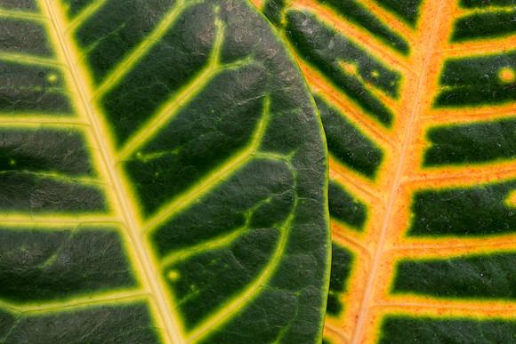 Overlapping leaves