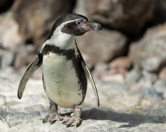 Penguin