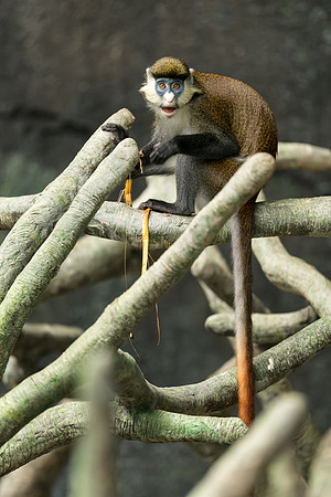 Red Tailed Mangabey
