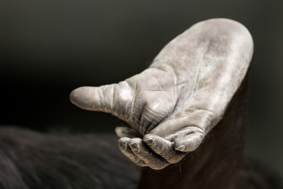Gorilla foot